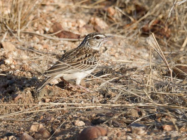 <h3>Calendulauda sabota / Sabota lark / Sabotaleeuwerik</h3>OM-1 Mark II with OLYMPUS M.300mm F4.0, 1/640 sec at F6.3, ISO 200, distance 10.2 m